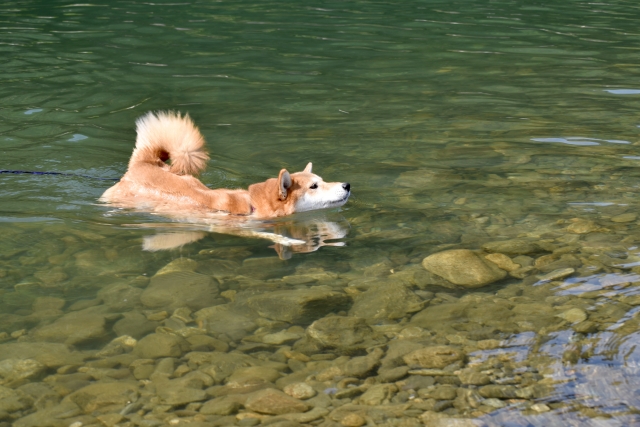 屋外のペット犬暑さ対策 具体的な方法と効果的なグッズ4選 知恵の海