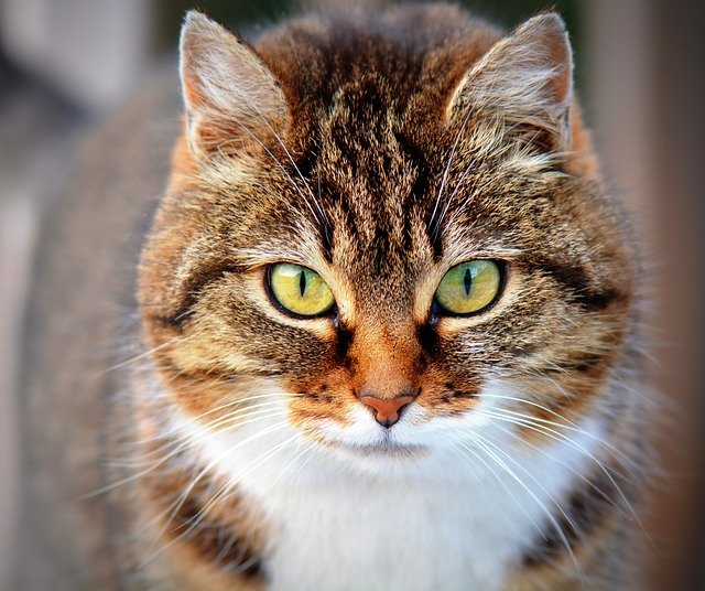 猫よけグッズで最強なのはどれ 100均で買えるもので効果はある 知恵の海