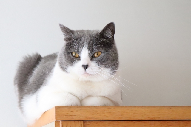 猫よけにガムテープは使える そのほかの日用品は効果あるか検証 知恵の海